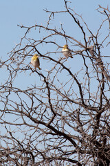 Photo of Sudan golden sparrow
