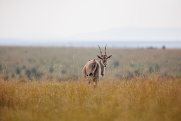 Portrait of an Eland in the open savannah of Masai Mara, Kenya. The eland is looking straight into the camera