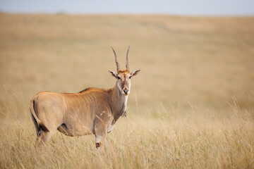 Portrait of an Eland in the open savannah of Masai Mara, Kenya. The eland is looking straight into the camera