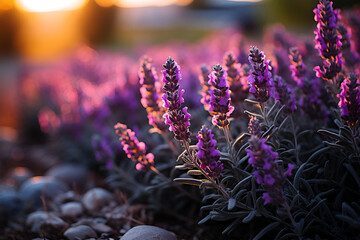 depth of field shot of perennial lavender plants - obrazy, fototapety, plakaty