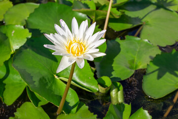 White lotus flower with green leaves on a pond