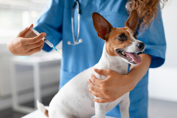 Vet preparing vaccine for small dog - obrazy, fototapety, plakaty