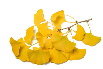 Naklejka premium Ginkgo biloba branch with yellowed leaves
