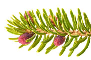 Picea branch with pinecones