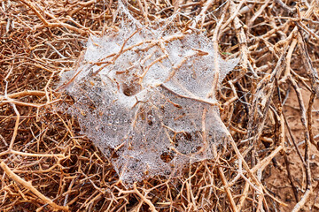 spider web in the desert