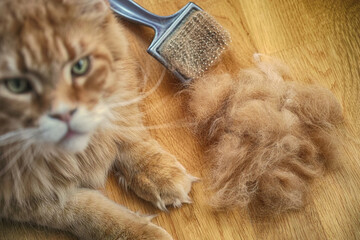 A red Maine Coon cat lying next to a comb and a pile of its fur and looking at the camera on a wooden floor. Close up. - obrazy, fototapety, plakaty