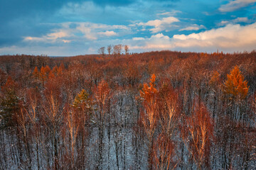 Beautiful winter landscape of the forest area in Kashubia, Poland