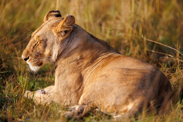 Fototapeta premium A subadult lioness in Masai Mara Kenya. Its a side profile
