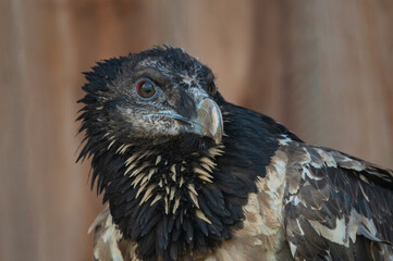 Fototapeta premium Bearded vulture Gypaetus barbatus hawk bird
