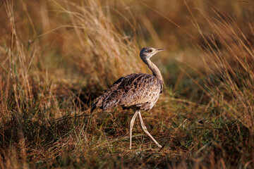 A photo of White-Bellied Bustard in the grassland, Masai Mara