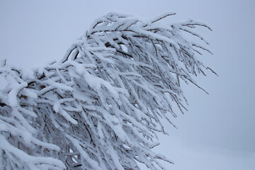 Frozen trees after a blizzard. Cold snowy weather. Frozen trees and branches after a blizzard. Winter branches of trees on background  white sky . Space for text. Winter landscape
