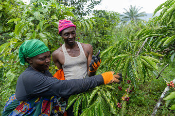 Harvesting coffee berries by two African farmers in Cameroon, production of coffee in Africa