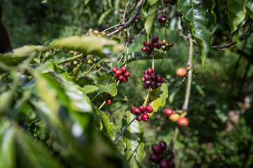 Close-up of ripe coffee berries ready to be picked