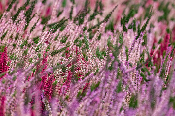 Obraz premium Close up of blooming heather in winter Calluna vulgaris common heather, ling or simply heather. Pink, white, magenta, lilac flowers. Beautiful evergreen shrub heather in the north of Europe