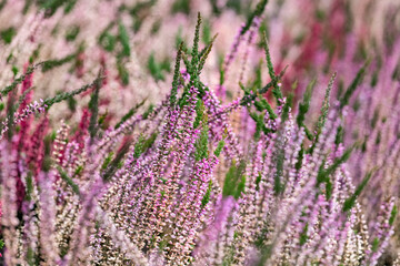 Close up of blooming heather in winter Calluna vulgaris common heather, ling or simply heather. Pink, white, magenta, lilac flowers. Beautiful evergreen shrub heather in the north of Europe