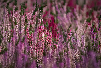 Obraz premium Close up of blooming heather in winter Calluna vulgaris common heather, ling or simply heather. Pink, white, magenta, lilac flowers. Beautiful evergreen shrub heather in the north of Europe