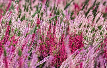 Close up of blooming heather in winter Calluna vulgaris common heather, ling or simply heather. Pink, white, magenta, lilac flowers. Beautiful evergreen shrub heather in the north of Europe