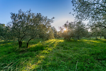 Olive tree orchard at sunrise. Olive trees in the evening sunlight. Olive picking for olive oil production. Olive picking on a sunny day in the south of France.