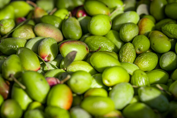 Olive picking for olive oil production Basket full of olives during harvest, close up. Fresh harvested green olive pattern texture.
