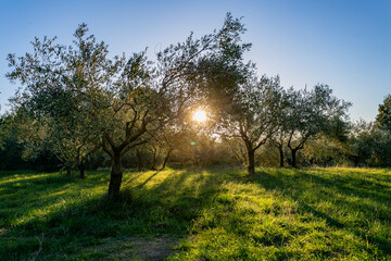 Olive tree orchard at sunrise. Olive trees in the evening sunlight. Olive picking for olive oil production. Olive picking on a sunny day in the south of France.. Récolte des olives