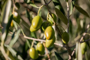 Olive picking for olive oil production. Olive tree branches with olive fruit. Olives ready to harvest. Olive picking on a sunny day in the south of France. Récolte des olives