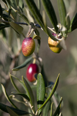 Olive picking for olive oil production. Olive tree branches with olive fruit. Olives ready to harvest. Olive picking on a sunny day in the south of France. Récolte des olives