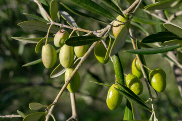 Olive tree branches with olive fruit. Olives ready to harves. Olive picking on a sunny day in the...