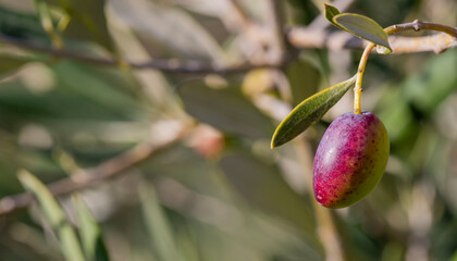 Olive tree branches with olive fruit. Olives ready to harvest. Olive picking on a sunny day in the south of France. Récolte des olives