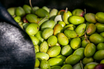 Basket full of olives during harvest, close up. Fresh harvested green olive pattern texture. Olive picking on a sunny day in the south of France.. Récolte des olives