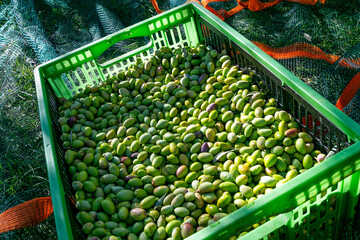 Harvested fresh olives in plastic box  for olive oil production. Olive picking for olive oil production. Fresh harvested green olive pattern texture. Olive picking on a sunny day, south of France