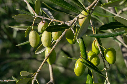 Olive tree branches with olive fruit. Olives ready to harves. Olive picking on a sunny day in the south of France for olive oil production. Récolte des olives
