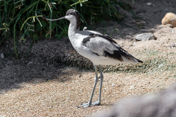 Recurvirostra avosetta or pied avocet adult resting  next to the water in a sunny day. Parent and chick foraging.