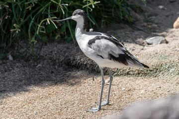 Recurvirostra avosetta or pied avocet adult resting  next to the water in a sunny day. Parent and chick foraging.