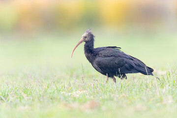 Northern bald ibis foraging in a meadow