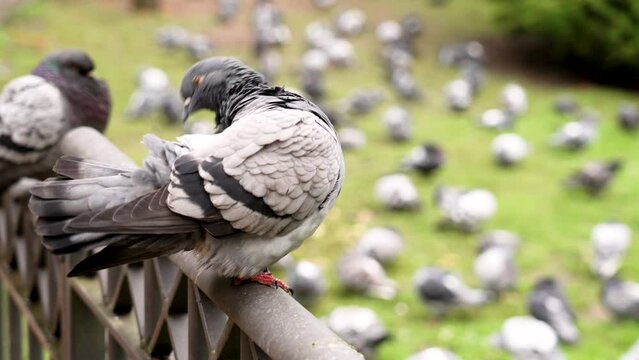 Urban common pigeon scratching gray feathers in a park with a flock of birds. Columba livia or rock dove