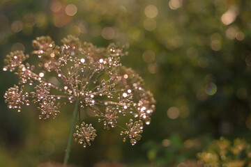 Romantic beautiful shiny background. Dill in the morning sparkles in the sun. Beautiful background...