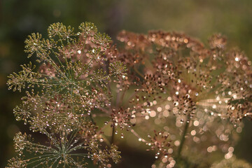 Romantic beautiful shiny background. Dill in the morning sparkles in the sun. Beautiful background for computer or phone. Raindrops on an umbrella of Dill. Glitter. Golden bokeh. Golden shiny backgrop