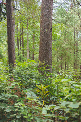 Fototapeta premium trees in the forest