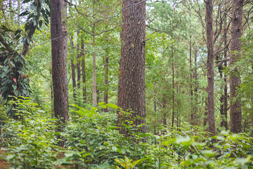 Naklejka premium trees in the forest