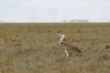 Kori Busturd on safari