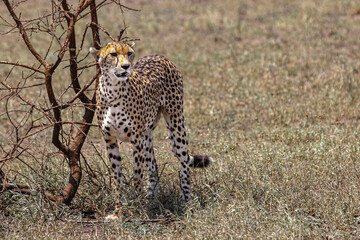 Cheetah on Safari