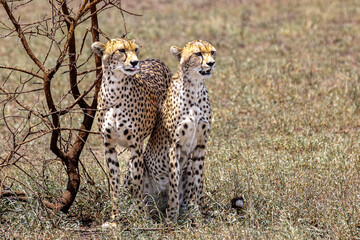 Cheetah on Safari