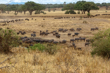 Cape Buffalo Migration
