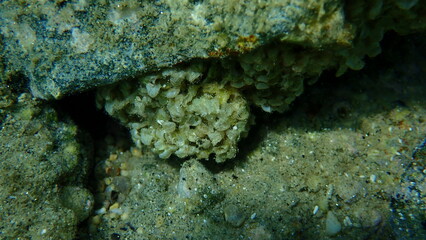Naklejka na ściany i meble Sea snail banded dye-murex (Hexaplex trunculus) eggs undersea, Aegean Sea, Greece, Halkidiki