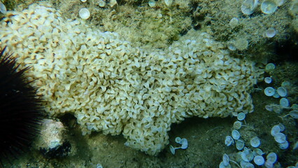 Sea snail banded dye-murex (Hexaplex trunculus) eggs undersea, Aegean Sea, Greece, Halkidiki
