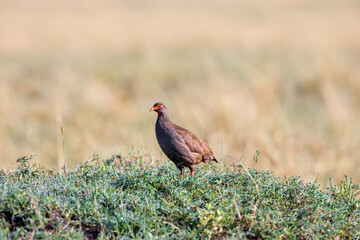 A portrait photo of a red-necked spur fowl against brown background, the bird is isolated.