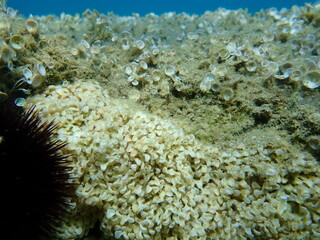Naklejka na ściany i meble Sea snail banded dye-murex (Hexaplex trunculus) eggs undersea, Aegean Sea, Greece, Halkidiki