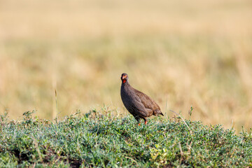 A portrait photo of a red-necked spur fowl against brown background, the bird is isolated.