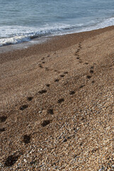 footprints on the beach