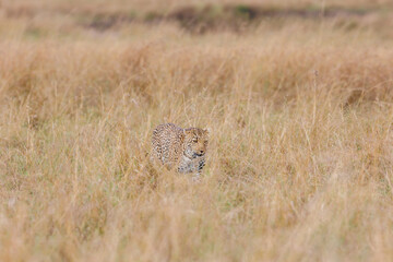 A photo of a leopard walking in tall savannah grassland in Masai Mara Kenya